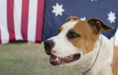 Amstaff OpenShow_18.jpg